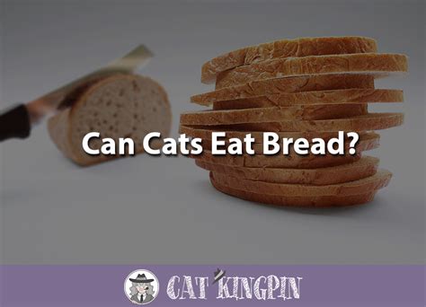 Can Cats Eat Bread Cat Kingpin