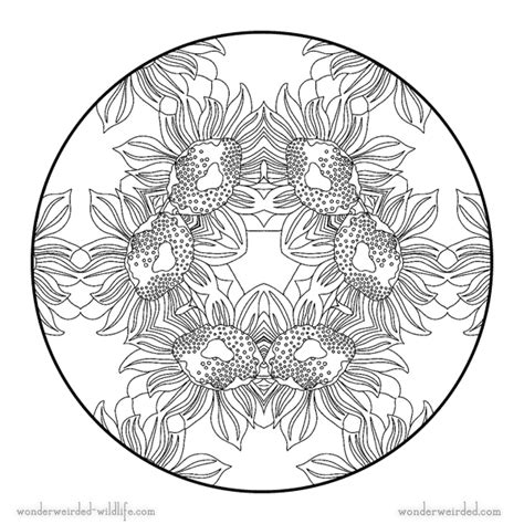 Sunflower Mandala Coloring Pages,Free Flower Coloring Pages Sunflower