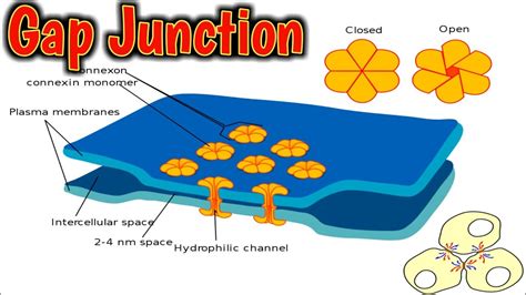 Intercellular Junctions Gap Junction Tight Junction Desmosomes Structure And Functions YouTube