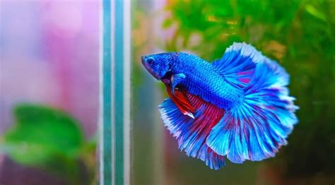 Check spelling or type a new query. Betta Fish Names: 150+ Names For Every Type Of Betta Fish ...