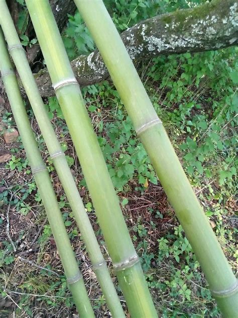 Bamboo Plants for sale in Mount George, Arkansas | Facebook Marketplace