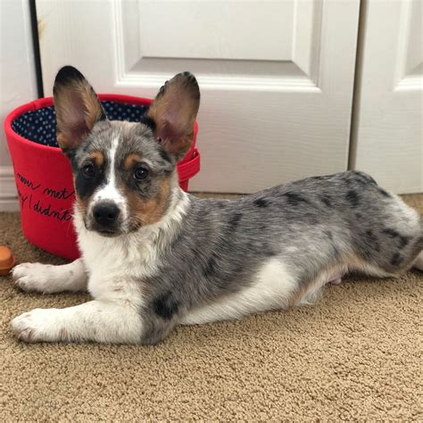 Click below to find a shelter or rescue in. Cowboy Corgi named Fynn | Cowboy corgi, Corgi, Hybrid dogs