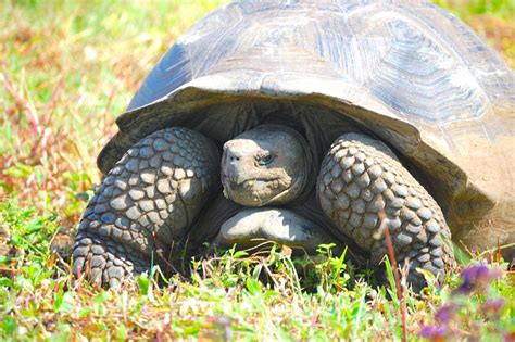 Where To See Wild Animals In Their Natural Habitats