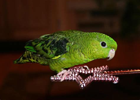 8 Top Low Maintenance Pet Bird Species