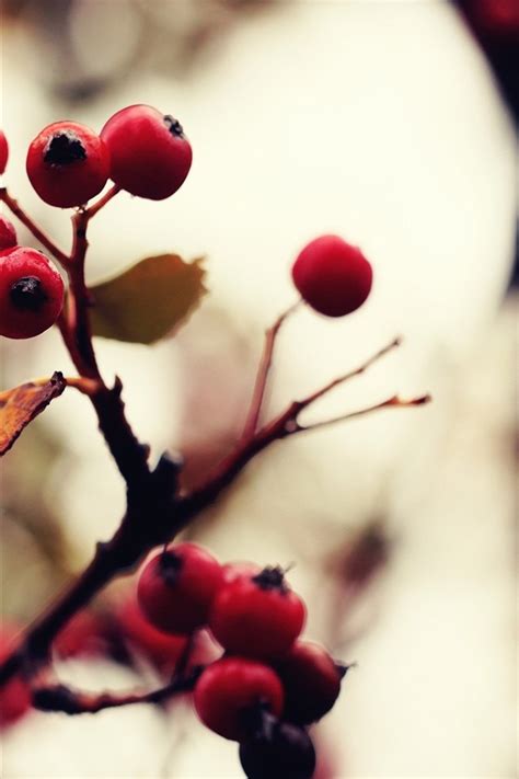 Wallpaper Red Berries Twigs Leaf Hazy 2560x1600 Hd Picture Image