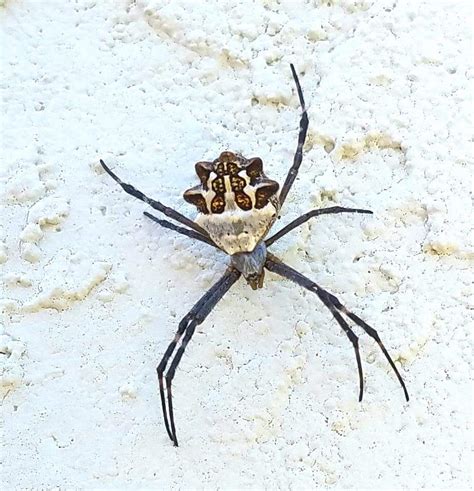Argiope Argentata Silver Garden Spider In Oceanside California