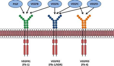 Mechanisms Of Vegf Vascular Endothelial Growth Factor Inhibitor