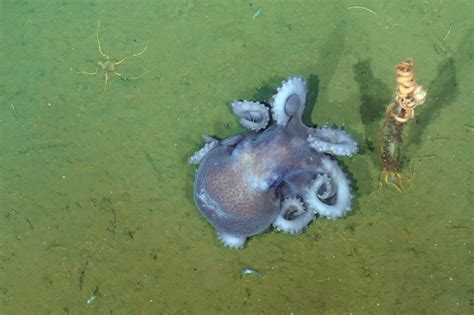 Scientists Cracked The Case Of Why Octopuses Of The Same Species Can