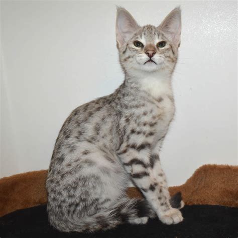 Another factor that affects the cost is the gender. F2 Savannah Kittens Available in Ohio Savannah Cats Call ...