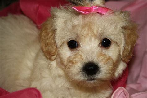 There's no set price for maltipoo puppies for sale virginia. Toy Female maltipoo puppy Maltipoo puppies in va Malti-poo puppies Virginia www.johnsonsjewels ...