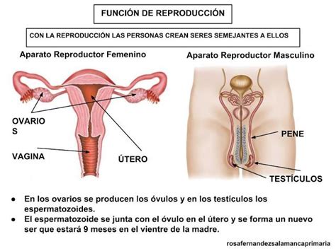Funci N De Reproducci N Aparato Reproductor Femenino Reproduccion