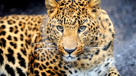 Wallpaper Animal Predator Leopard Eyes Face 2560x1600