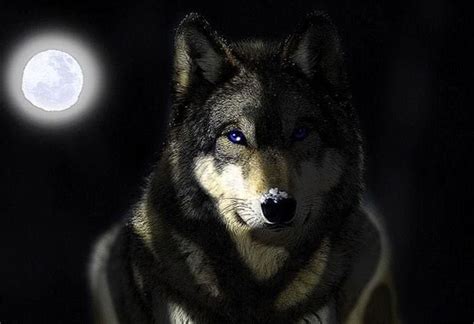 Grey Wolf Wallpapers 1920x1080 Free Download