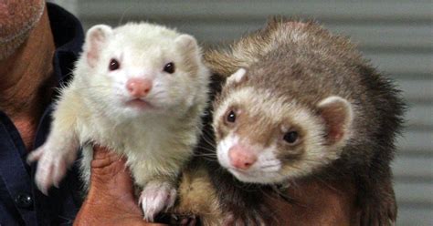 Meet Thelma and Louise, European ferrets