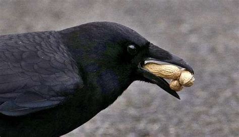 In Death A Crows Big Brain Fires Up Memory Learning