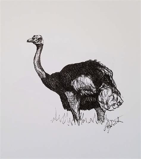 Ostrich Ink On Paper Original Drawing Matted 8x10 Etsy