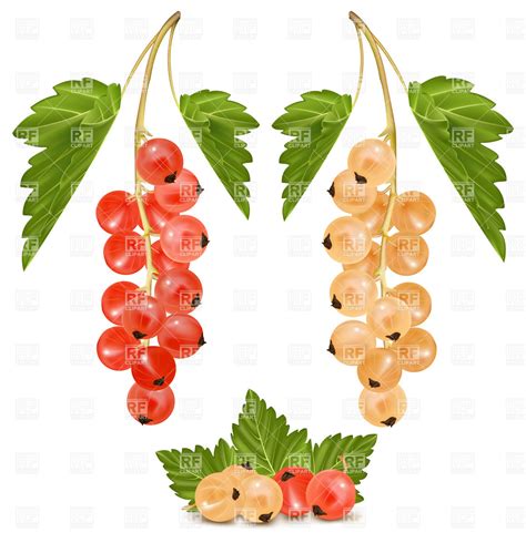 Currants Clipart Download Currants Clipart For Free 2019