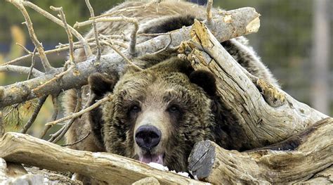 Majestic Cute Giant Grizzly Bear Chilling Ultra Hd Photograph By