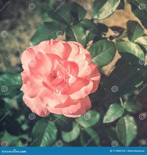 Beautiful Blooming Tender Rose Pastel Toning Stock Photo Image Of