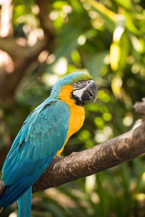 Macaw Parrot Bird Colorful Tropical Hd Phone Wallpaper Peakpx
