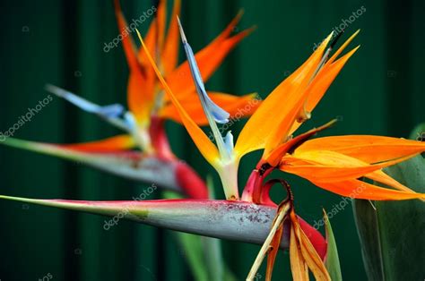 Strelitzia The Bird Of Paradise Flower — Stock Photo © Amarosy 28498965