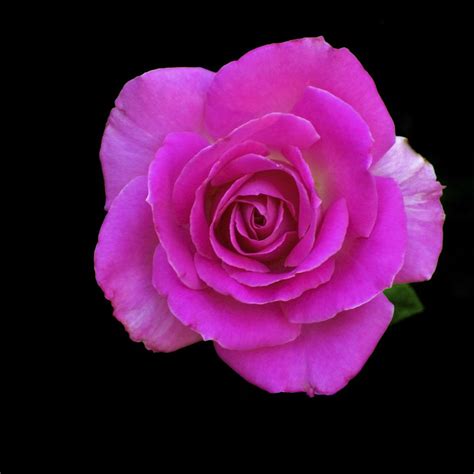 Passionate Pink Rose D2x 7 29 10dsc131258907 Cap001 Dan Flickr