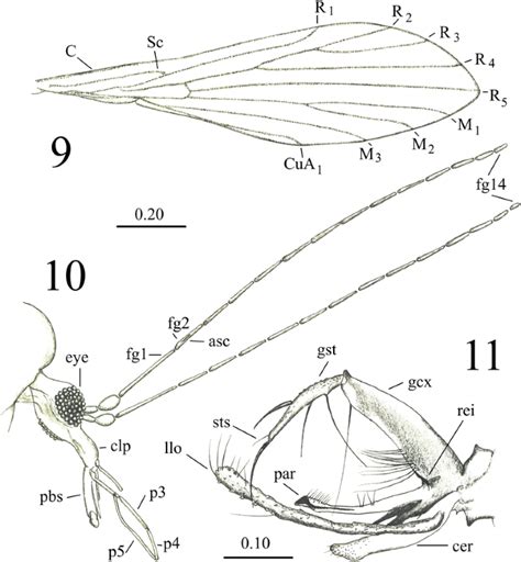 A New Fossil Species Of Phlebotominae Sand Fly From Miocene Amber Of Chiapas Mexico Diptera