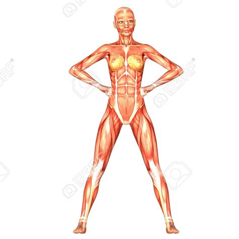 Ilustración De La Anatomía Del Cuerpo Humano Femenino Aislado En Un Fondo Blanco Cuerpo Humano