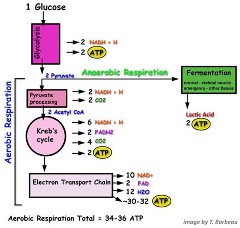 Sunlight cannot be used directly by plant to make glucose. Aerobic/anaerobic respiration. | Medical school stuff ...