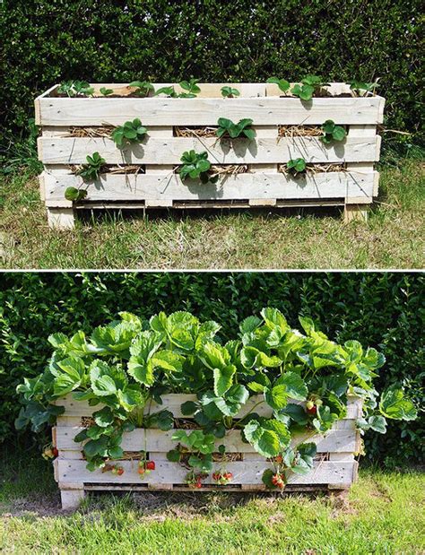 Successfully grow strawberries from seed—and enjoy the fruits of your labor—with this comprehensive growing guide. 9 Unbeatable DIY Ideas for Growing Strawberries in a ...