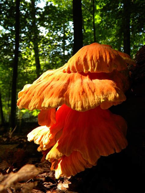 Chicken Of The Woods Photograph By Jeff Paul Fine Art America