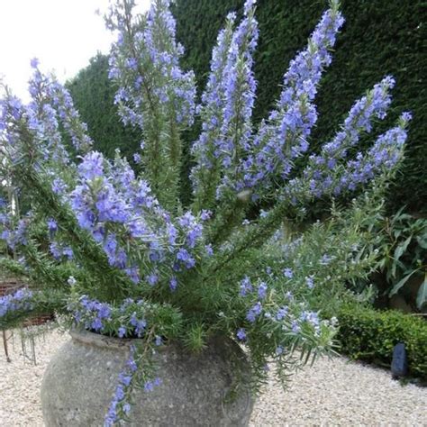 Tuscan Blue Rosemary Rosmarinus Officinalis Tuscan Blue Presents