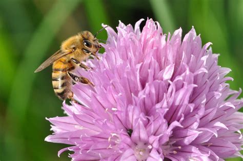 Planting Herbs That Attract Honey Bees