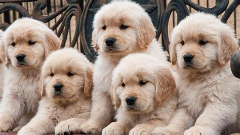 Find great deals on ebay for golden retriever for sale. Golden Retriever Puppies For Sale | Pittsburgh, PA #147494