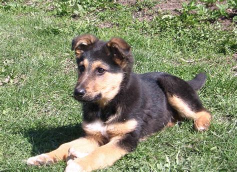 We will consider the temperament of both food for pitbulls best hypoallergenic dogs for kids best non shedding family dogs best puppy food for. German Shepherd Mix Puppies For Sale | PETSIDI