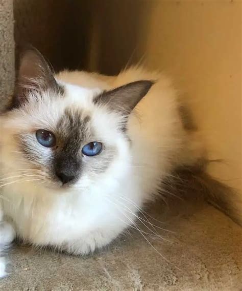 Birman Chocolate Point Female Cats And Kittens Pets Please