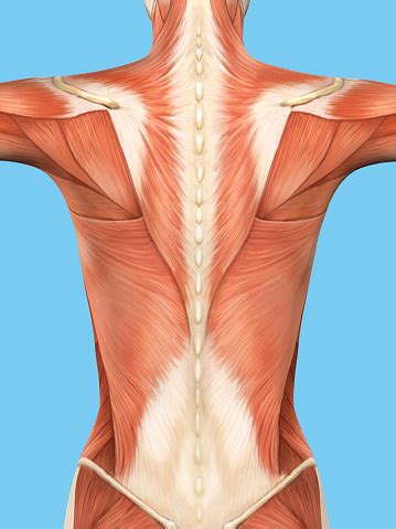 Antamony of your back / deep muscles of the back & muscles of the shoulder an… Anatomy Of Female Back Stock Photo - Download Image Now - iStock