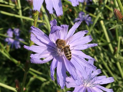 Check spelling or type a new query. Tiere im Garten - Die Botanikerin