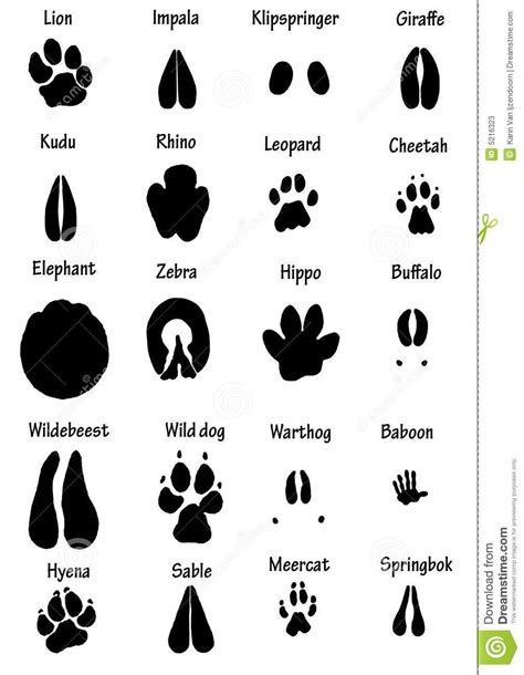 Pin By Karen Jenkins On Classroom Ideas Animal Footprints Africa