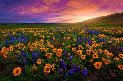 Field Sunset Valley Beautiful Nice Wildflowers Sunflowers Hd
