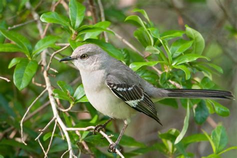 Arkansas State Bird Mockingbird Mimus Polyglottos Fall Outdoor