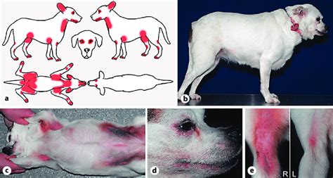 Cute Dermatitis French Bulldog Skin Issues L2sanpiero