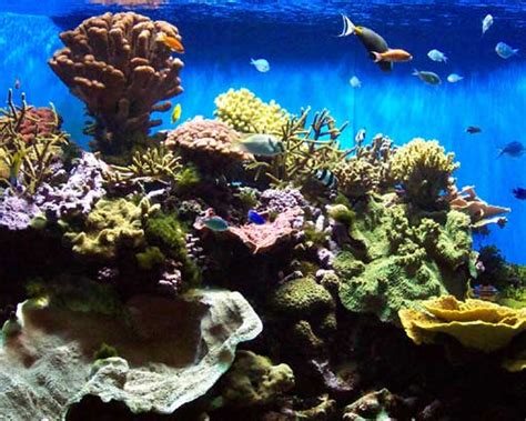 Contact website how to get here. Birch Aquarium at Scripps Pictures