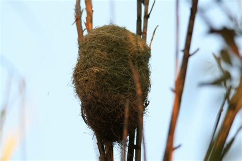 Weavers Nest Free Stock Photo Public Domain Pictures