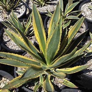 Tall (300 cm), that reflexes back towards the ground before arching up again, resembling a fox tail. Agaves 2 - Lakian Landscapes and Design