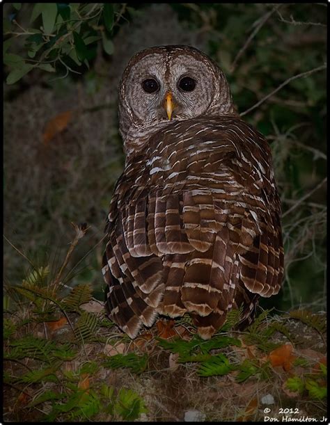 Barred Owl Visited Me The Other Night Amazing Barred Owl Owl Fauna