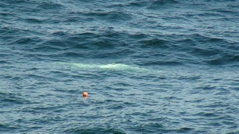 Sea Watch Foundation Beluga Rare Arctic Visitor To The British Isles