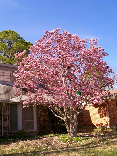 • pruning evergreen magnolias should always be done in spring. Rockhounding Around: My Japanese/ Tulip magnolia tree ...