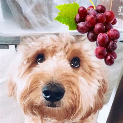 The toxic effect of grapes and raisins varies from dog to dog. Can Dogs Eat Grapes? - Labradoodles & Dogs