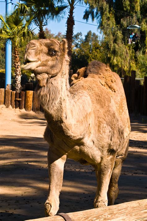 The dromedary camel has a single hump and usually dwells in warmer climates, and the despite their size, they can run up to 40 miles per hour in short bursts and stay running about 25 miles per hour during longer distances. Life After HP - 12/20 - Wildlife World Zoo, Part 3